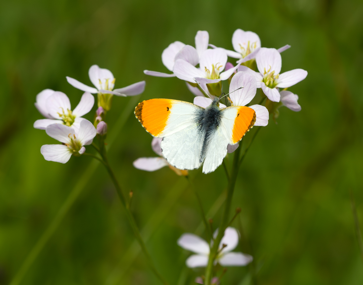 Orange Tip male 1